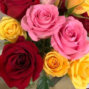 Meet your Posher, Abby